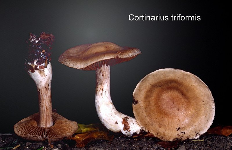 Cortinarius triformis-amf566.jpg - Cortinarius triformis ; Syn: Telamonia triformis ; Nom français: Cortinaire à trois formes